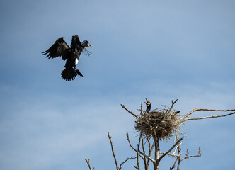 Couple of beautiful black cormorants nesting in a big nest on the tree on the coast of the Baltic...
