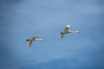 Couple of beautiful white swans flying together against the background of a blue sky on the coast of the Baltic Sea in spring