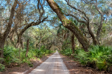 Dirt Road Canopied by Live Oaks (Quercus virginiana) on Cumberland Island, Georgia