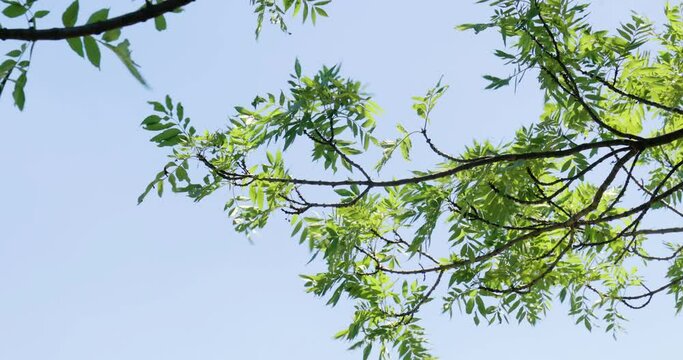Lush geen tree branches in the wind