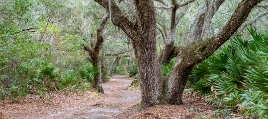 Dirt Road Canopied by Live Oaks (Quercus virginiana) on Cumberland Island, Georgia