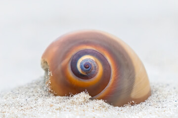 Moon Snail or Shark Eye Shell (Neverita duplicata) on the beach at Cumberland Island, Georgia - obrazy, fototapety, plakaty