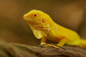 Naklejka premium albino iguana on a branch