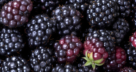 Beautiful berries background for art seamless