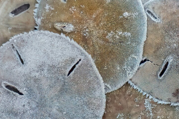 Sand Dollars (Astriclypeus mannii) on the beach at Cumberland Island, Georgia