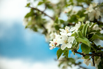 Fruit white flowers tree leaves in sping time. Apple blossom on sky background.