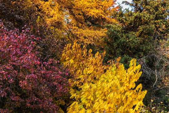 Autumn background of nearby trees with autumn leaves painted in different colors.