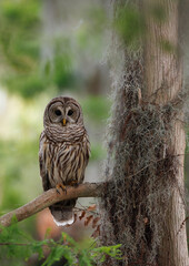 Fototapeta premium A barred owl in a mossy oak tree in Everglades National Park, Florida.