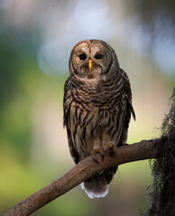 A barred owl in a mossy oak tree in Everglades National Park, Florida.