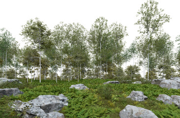 Realistic forest floor and trees. 3d rendering of isolated objects.