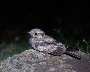 Birds and animals