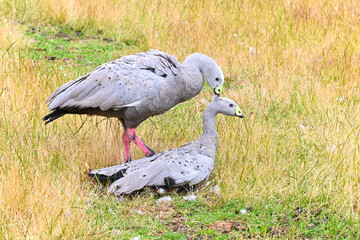 White and gray swans dancing mating dance