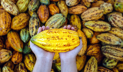 Yellow ripe Cacao pods in farmer's hand cocoa fruit organic chocolate farm,Top view cocoa pods background