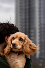 A brunette man standing against the backdrop of a blurred building holds a spaniel puppy in his arms. Outdoor photo of a cocker spaniel lying on the shoulder of a brunette man.