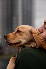 Cropped view of a man who holds a cocker spaniel in his arms. An outdoor photo of a cocker spaniel...