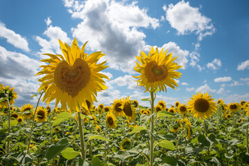 sunflowers with heart shaped head, in the field