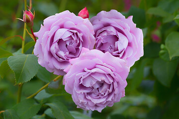 three light purple blooming roses, natural heart shape