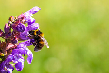 Pollinisateur - Bourdon des jardins butinant une fleur de sauge officinale