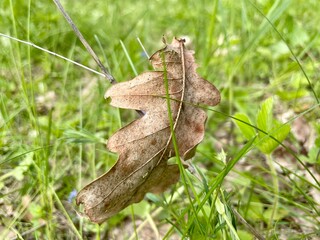 Oak leaf on the grass. Leaves on the grass. big leaf