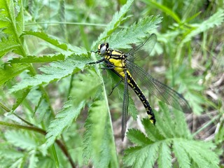 Yellow dragonfly. The dragonfly sits on the leaves.