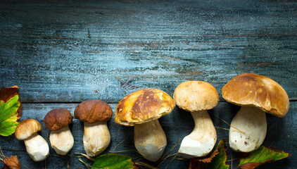 fresh porcini mushrooms in the summer or autumn season; cep mushrooms on a wooden table; Italian recipe