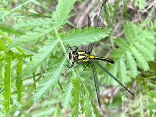 Yellow dragonfly. The dragonfly sits on the leaves.