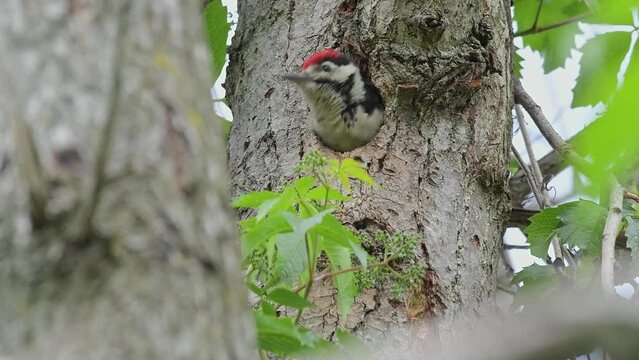 Mother and son, the woodpecker female feeds its chick (Dendrocopos major)
