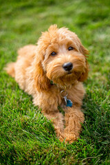 Golden Doodle portrait