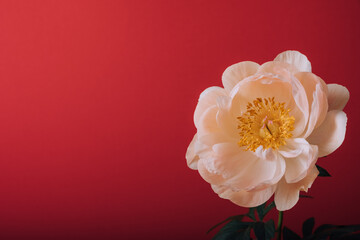 Beautiful fresh Coral Charm peonyin full bloom on colorful background, close up. Minimalist floral still life with blooming flower.