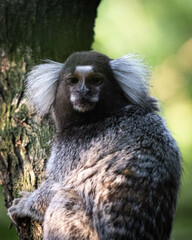 Marmoset 4