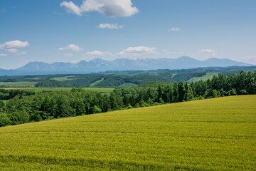 Obraz premium 夏の丘陵畑作地帯と山並み 十勝岳連峰 