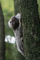 Marmoset 6