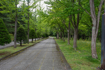 Obraz premium 初夏の公園 