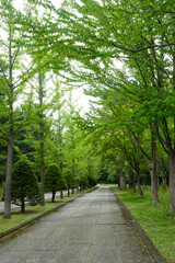 Obraz premium 初夏の公園 