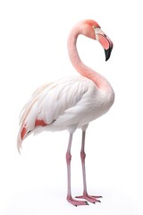 Pink flamingo isolated on white background. Generative AI