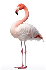 Pink flamingo isolated on white background. Generative AI