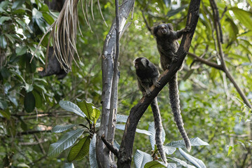 Marmosets 2