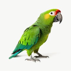 Fototapeta na wymiar Green parrot isolated on white background. Generative AI