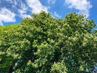 A horse chestnut tree (Aesculus hippocastanum) in flower in the south of England
