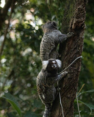 Marmosets 3