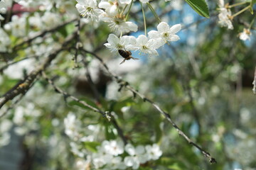 Cherry and peach blossoms, beautiful white and pink flowers.