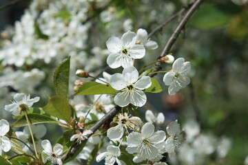 Cherry and peach blossoms, beautiful white and pink flowers.
