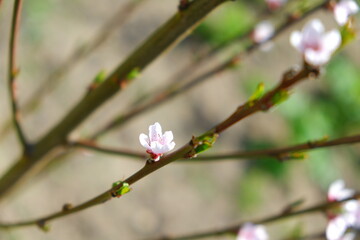 Cherry and peach blossoms, beautiful white and pink flowers.