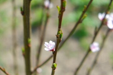 Cherry and peach blossoms, beautiful white and pink flowers.