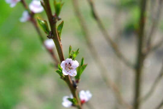 Cherry and peach blossoms, beautiful white and pink flowers.