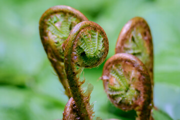 Spiral leaves of young ferns, botanically known as Dryopteris in close-up