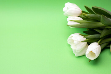 White tulips on the green background with shadow. Spring background with a bouquet of flowers with copy space. Top view