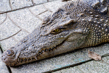 close up of a crocodile