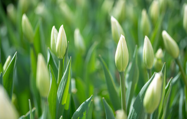 Obraz na płótnie Canvas fresh tulips in the garden