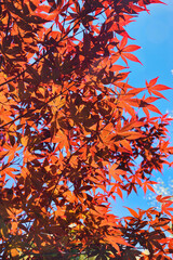 青空に映える乃木公園の真っ赤な紅葉（東京都港区赤坂）コピースペースあり　The bright red autumn leaves of Nogi Park shine against the blue sky  ato Akasaka, Minato-ku, Tokyo,Japan with copy space